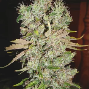 auto blueberry domina