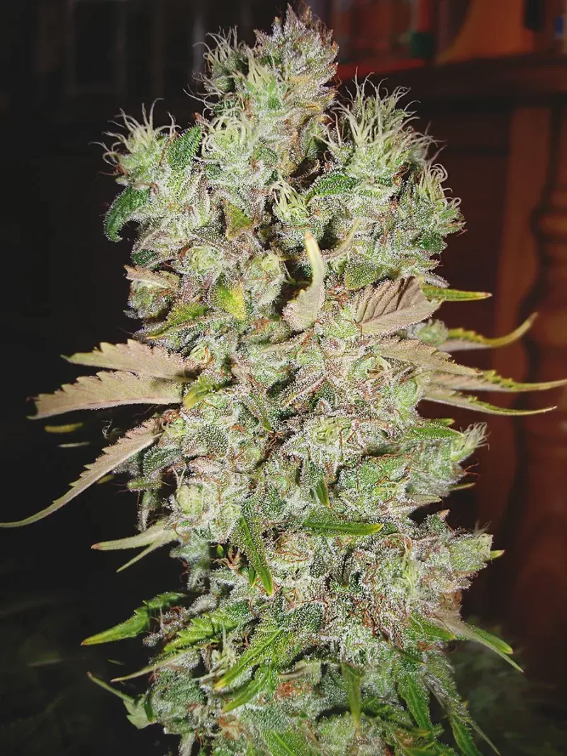 auto blueberry domina