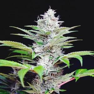 auto cbd star