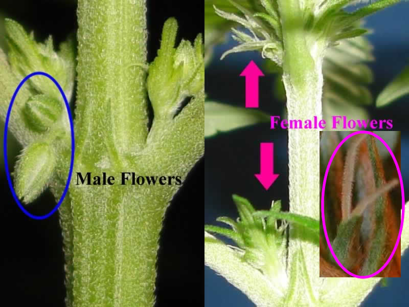 male and female cannabis flowers