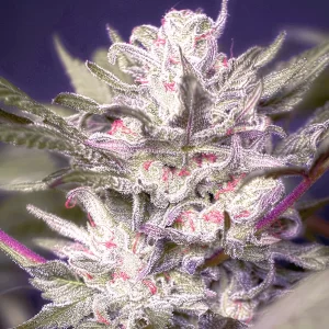 auto ducci feminized