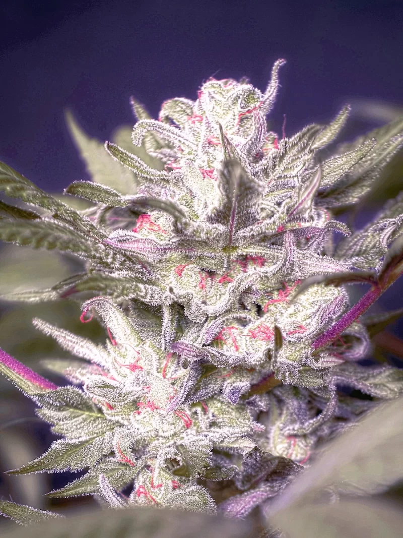 auto ducci feminized