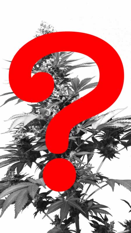 New marijuana seeds of Ministry of Cannabis