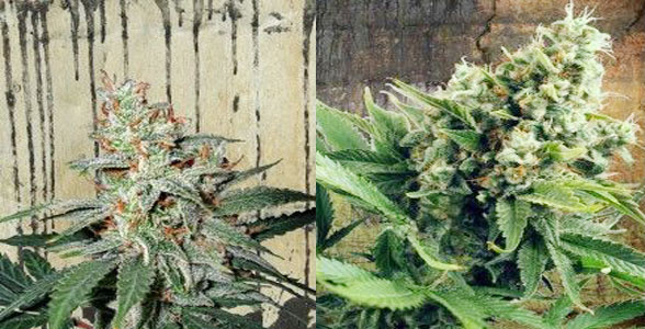 seeds-ministry-cannabis-blog