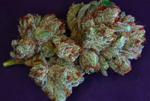rare-dankness-weed-seeds