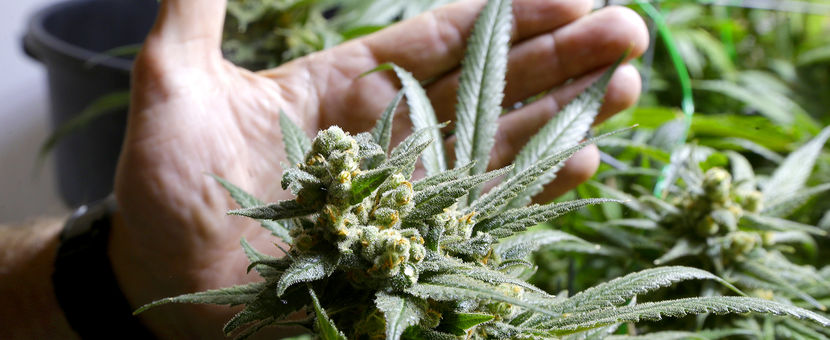 growing marijuana