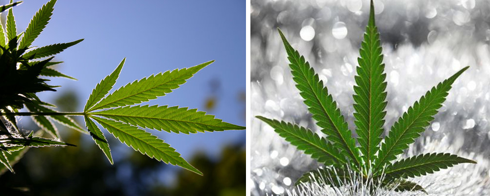 growing marijuana