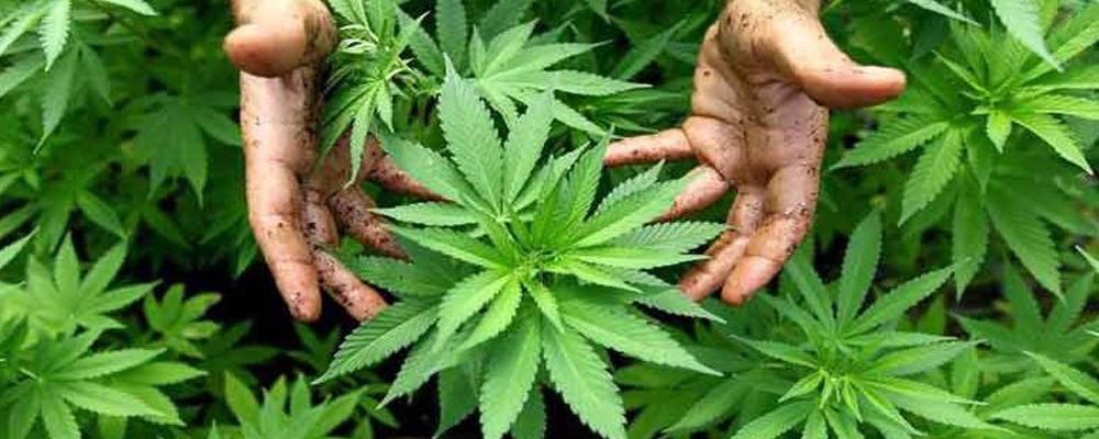 growing marijuana