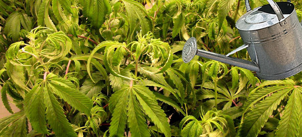 over watered cannabis copy