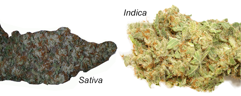 sativa indica2