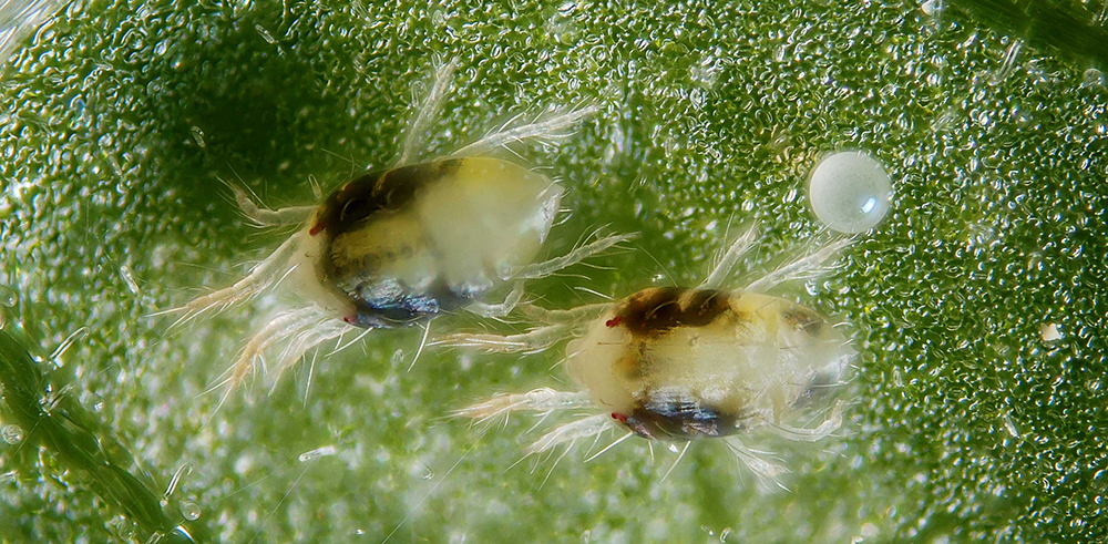 marijuana pests