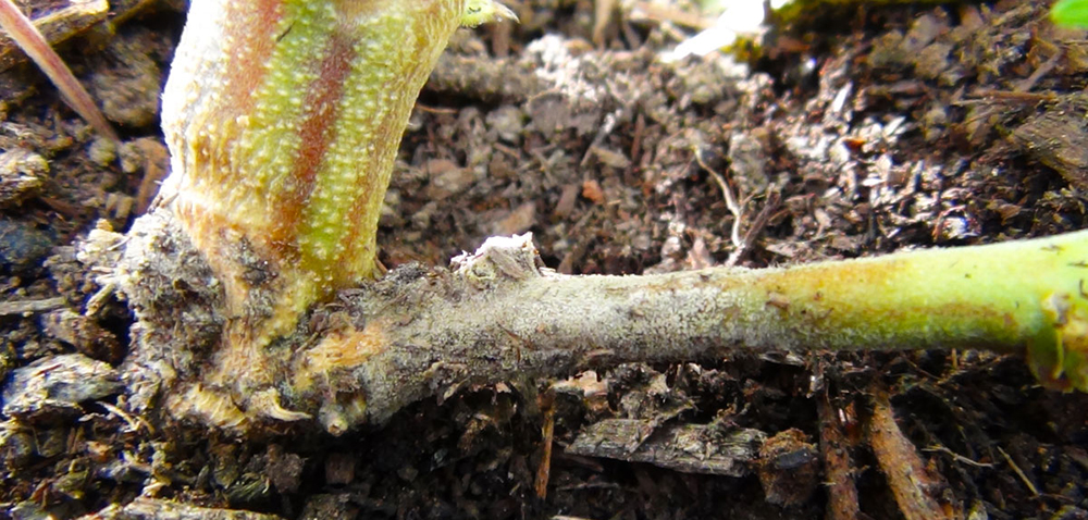 marijuana pests2