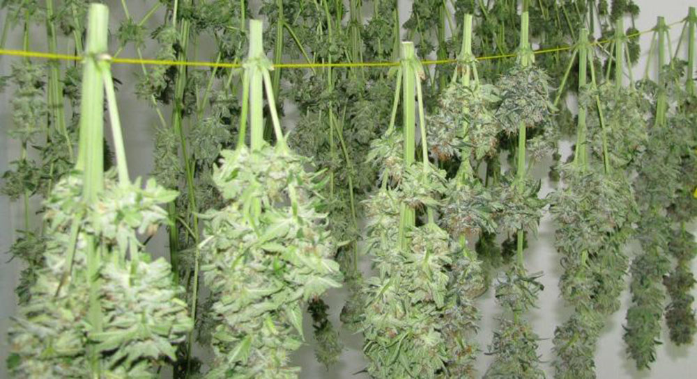 drying marihuana