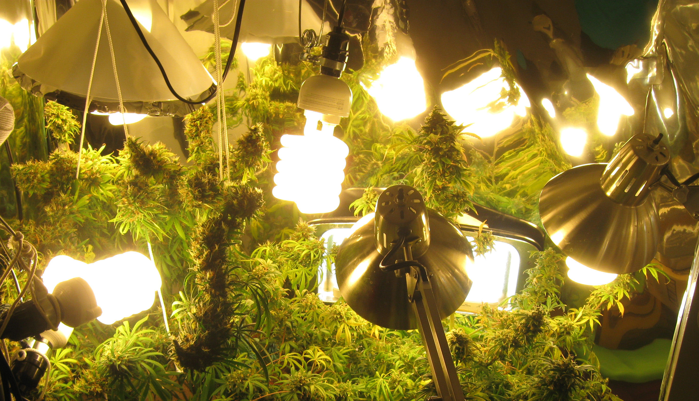 cannabis lights