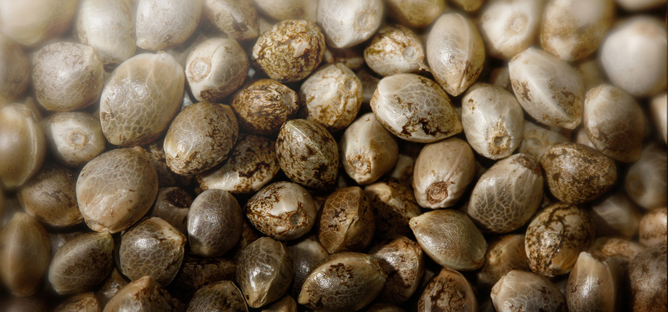 cannabis sativa seeds