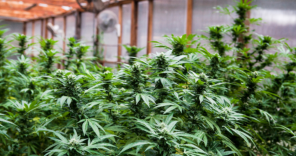 cannabisroom2
