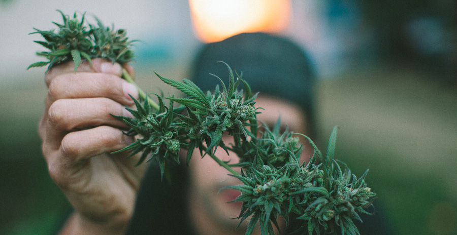 growing cannabis