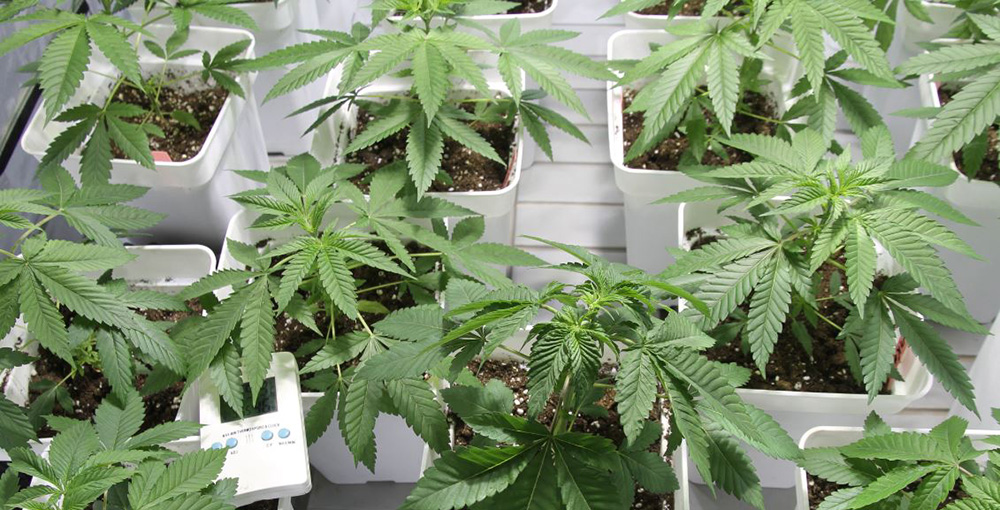 growingcannabis2