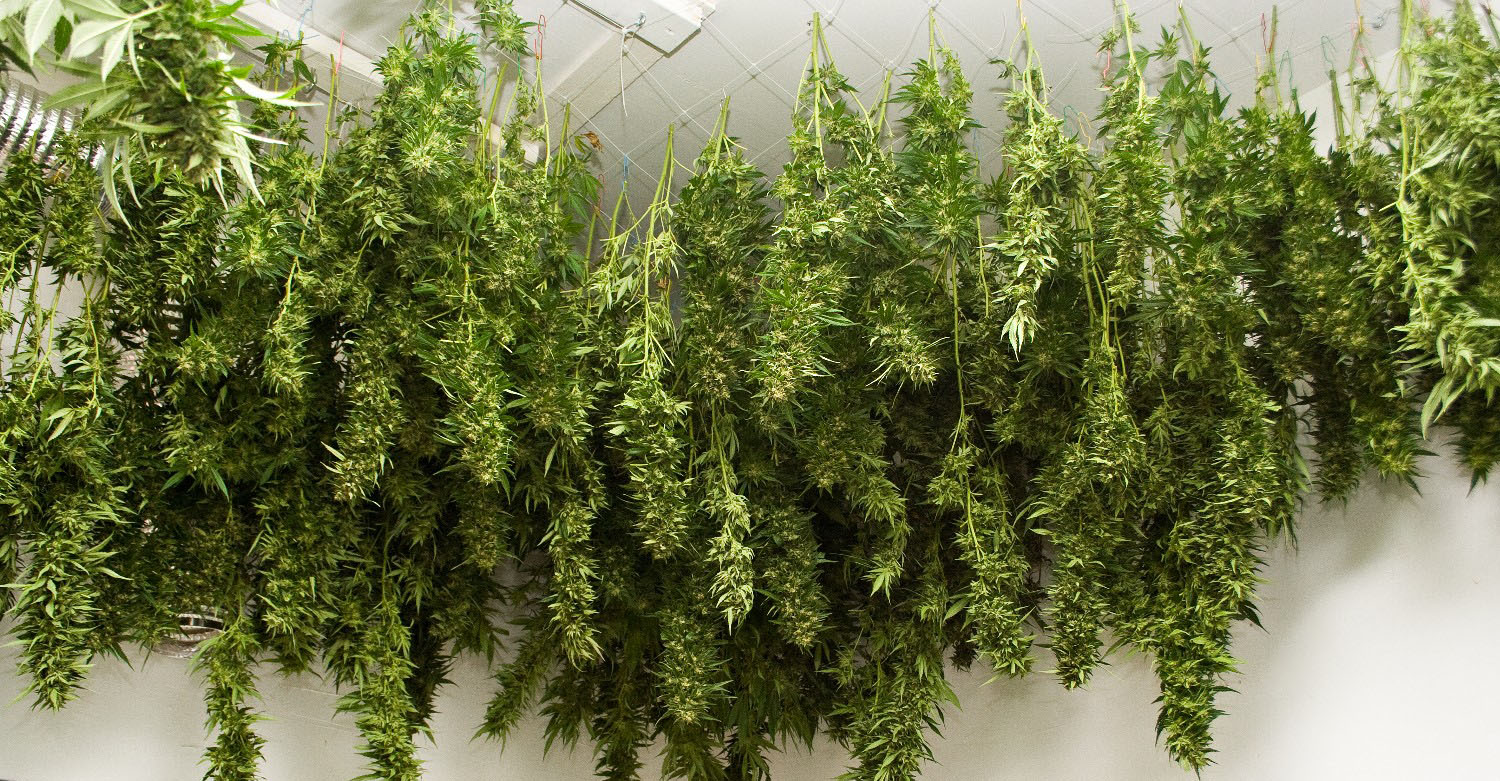 harvesting cannabis