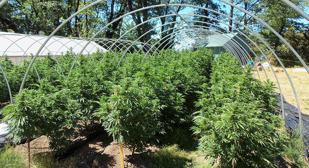 Last call for outdoor growers